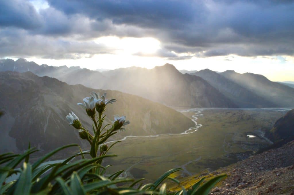 sunrise over mountain and river in a valley, white flower in foreground