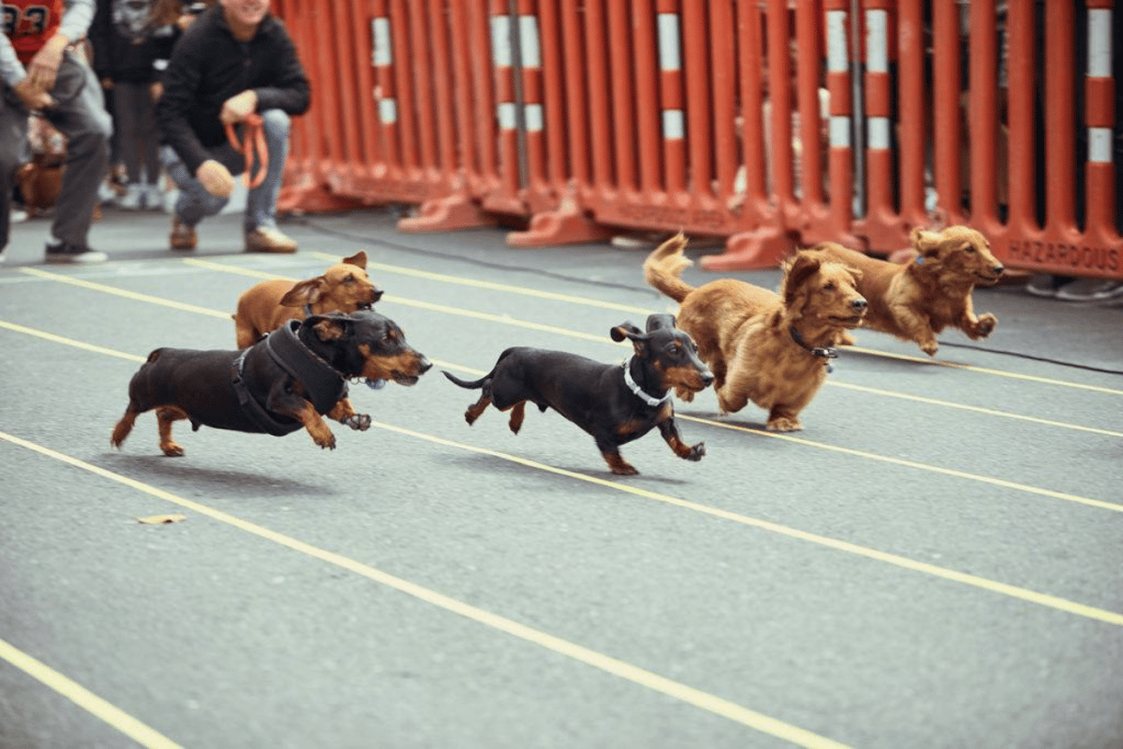 An Adorable Sausage Dog Race Is On This Weekend In Auckland