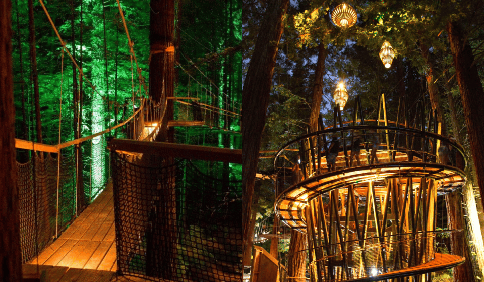 This Magical NZ Forest Treewalk Needs To Be On Your Summer List