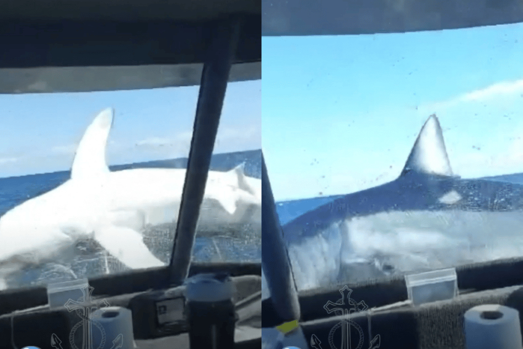 Caught Video Mako Shark jumps on boat in New Zealand
