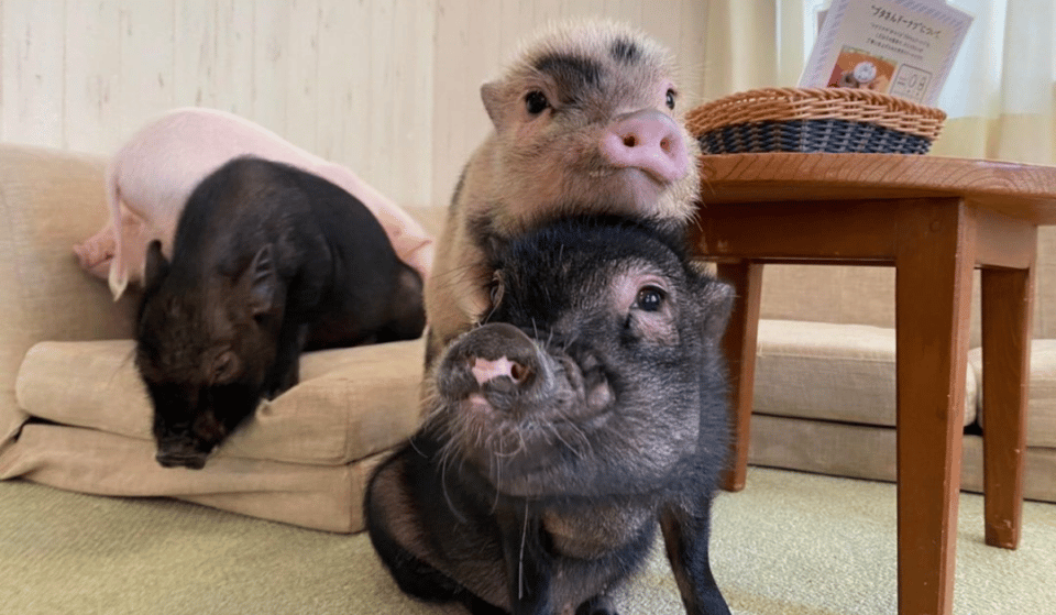 The World’s Only Micro Pig Cafés Needs To Be On Your Bucket List