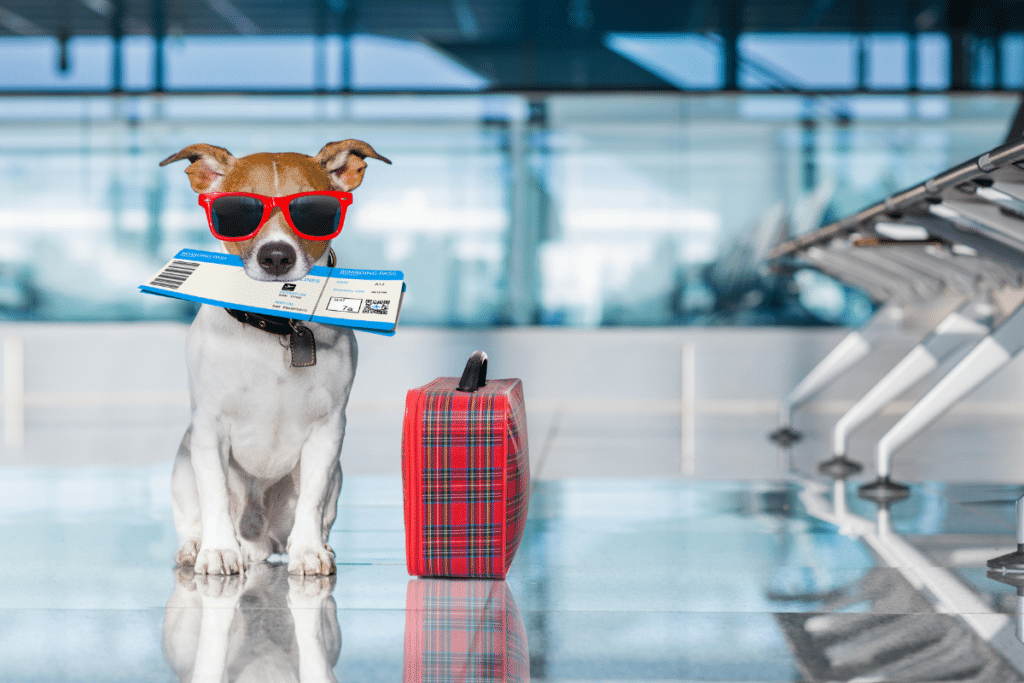 K9 flights for pets worldwide 2023