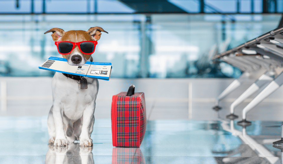 Fly With A Pet By Your Side On A Dedicated New Airline Just For Pets